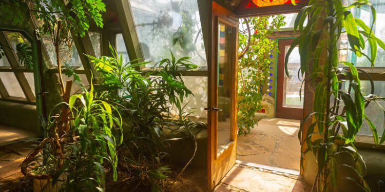 House plants growing in earthship house.