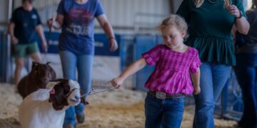 Goats are judged in a competition at the Wilson County Fair Thursday, Aug 18, 2022; Lebanon, Tennessee, United States;  Mandatory Credit: Alan Poizner-The Tennessean