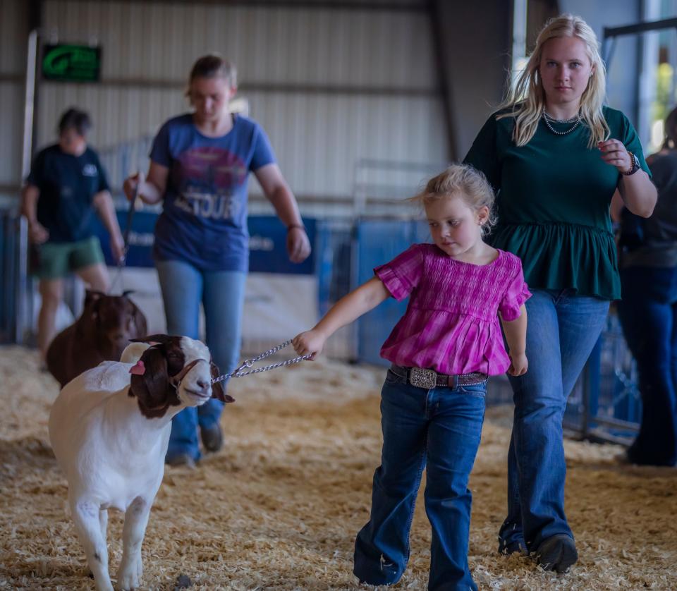 Goats are judged in a competition at the Wilson County Fair Thursday, Aug 18, 2022; Lebanon, Tennessee, United States;  Mandatory Credit: Alan Poizner-The Tennessean