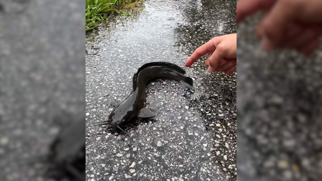 After Debby landfall, walking catfish found in Florida driveway