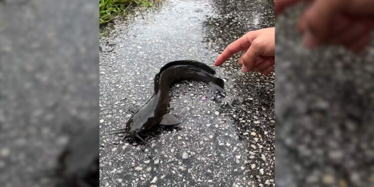 After Debby landfall, walking catfish found in Florida driveway