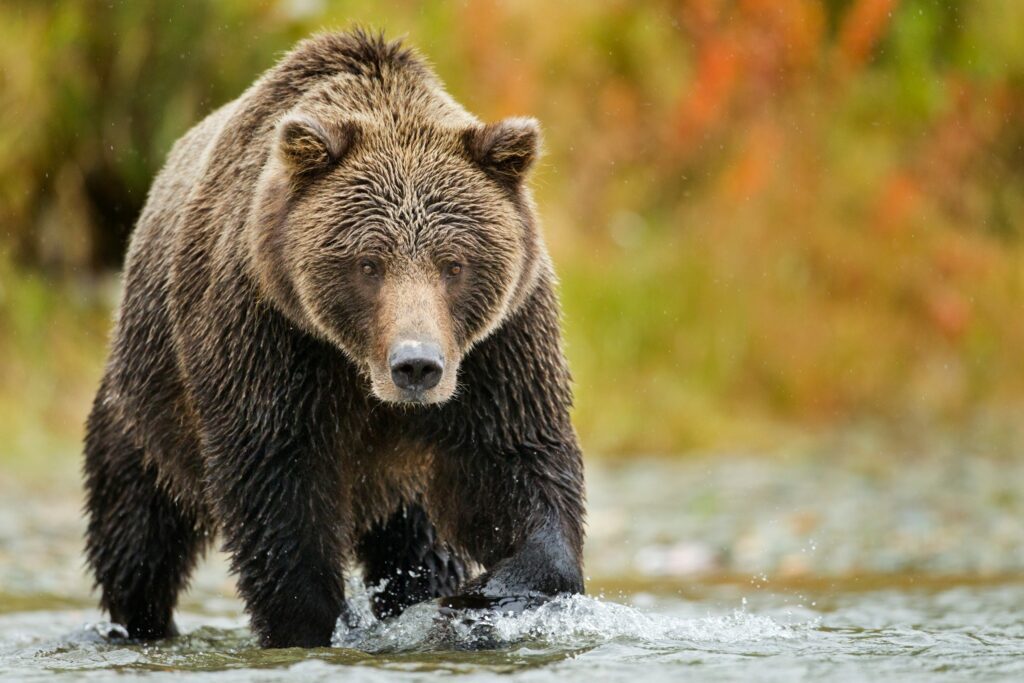 Alaska hunter mauled by bear, then accidentally shot in struggle