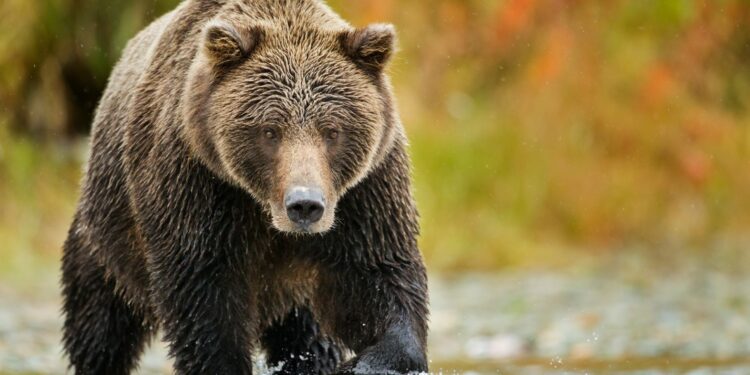 Alaska hunter mauled by bear, then accidentally shot in struggle