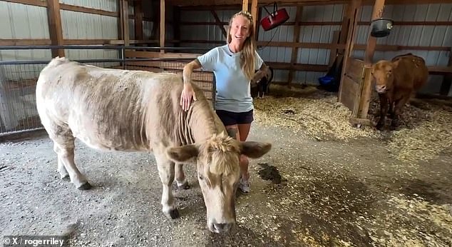 Police shot the animal in order to get hold of him, and he turned out to be in stable condition at the Iowa State University Large Animal Hospital