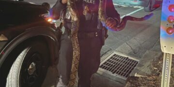 A Vallejo Police officer holding a python recovered from a car they were chasing on Friday night.