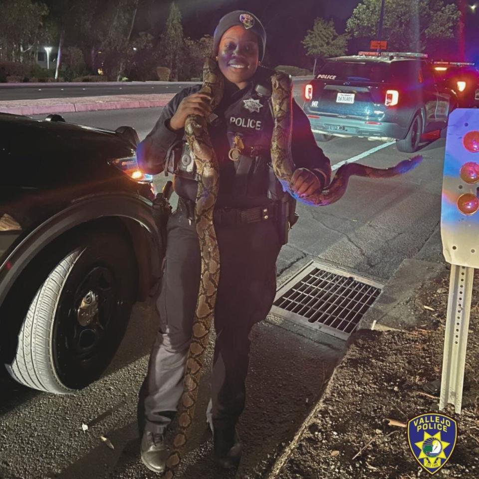 A Vallejo Police officer holding a python recovered from a car they were chasing on Friday night.