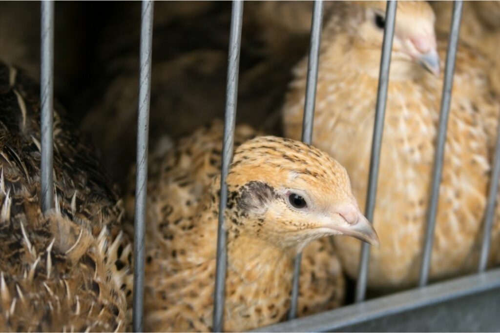 Stock photo of poultry