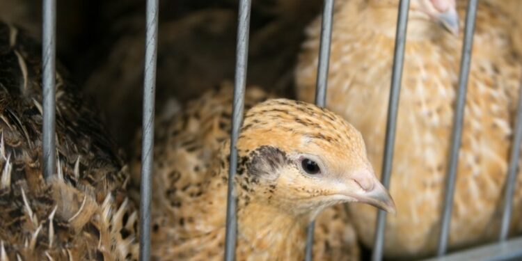 Stock photo of poultry