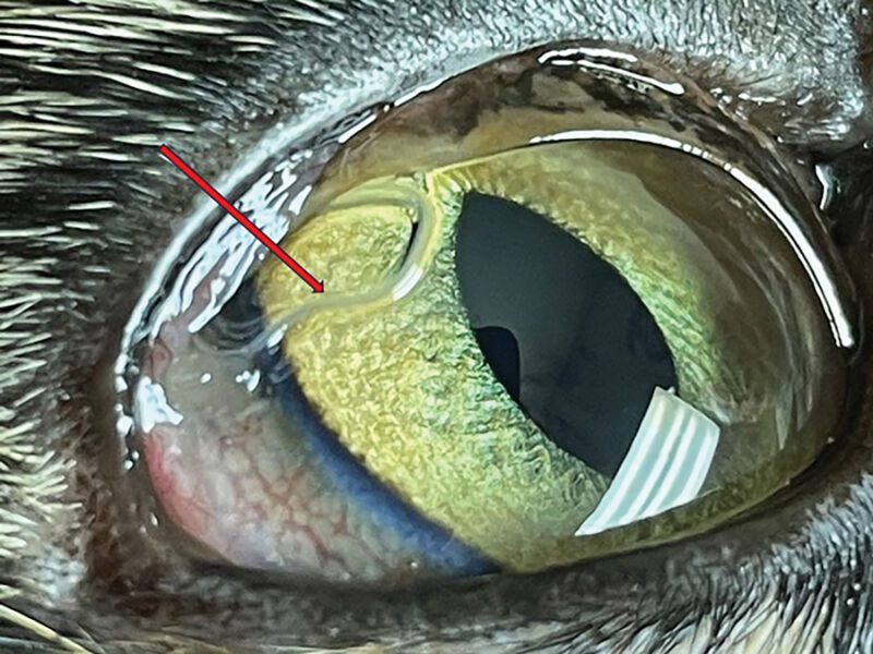 An adult <em>Thelazia callipaeda</em> in the eye of a cat.”/><br>
      Enlarge / An adult Thelazia callipaeda in the eye of a cat.  </p><p>In a battle of bear versus exotic eye worm, the eye worm wins—and that’s bad news for all of us.</p><p>Researchers on Wednesday reported the first known infection of an exotic eye worm in a black bear in the US, which was killed in Pennsylvania in November 2023. The bear had at least 13 adult parasitic worms pulled from its eyes, and the researchers identified them as the invasive, potentially blinding species Thelazia callipaeda, which was only first detected in the US in 2020.</p><p>The bear’s infection shows that the worm is rapidly expanding both its range of potential hosts as well as its geographic foothold in the US. In all, the finding “implicates exposure and risk for transmission to threatened and endangered species and direct or indirect risk for transmission to humans and domestic animals,” write the researchers, led by veterinary experts at the University of Pennsylvania. Their report appears today in the journal Emerging Infectious Diseases.</p><p>T. callipaeda is a nematode previously known for spreading in Asia and Eastern Europe, where it plagues carnivores, rabbits and hares, rodents, and primates (including humans). But it has recently undergone a swift and massive expansion in its range, including to Western Europe and North America. The initial 2020 detection in the US was in an eye of a pet dog in New York that had no travel history. Since then, it has shown up in at least 11 dogs—in New York, New Jersey, Connecticut, and Nevada—and two cats in New York, according to a study published in February. (The travel history of the Nevada dog is unknown, so it’s unclear where that infection occurred.)</p><p>In the new study, the UPenn researchers noted that the adult female bear with the T. callipaeda infection was “legally harvested” in Monroe County. The infection was detected as it was being processed for taxidermy. The researchers noted that two other bears harvested in the area had similar eye worm infections, but those cases were not investigated to determine the type of worms.</p><p>Testes to tears</p><p>While it’s clear T. callipaeda is spreading quickly, it’s unclear how far its expansion will reach. The worm spreads via a variegated fruit fly, Phortica variegate, that feasts on the tears and salty eye secretions of various mammals. There’s only limited data on P. variegate’s distribution in the US. But it’s clearly an effective vector for the worm and efficient at delivering the parasite to new hosts.</p><p>The fruit fly’s role is not just to transport T. callipaeda, but also to help it grow. The life cycle of the worm starts in a host’s eye, where early-stage (L1) larvae are released by adult female worms and picked up by a male fly. The fly then becomes infected, with the larvae going through two developmental stages in the fly’s testes. When they’re ready, the third-stage (L3) larvae migrate to the fly’s mouthparts, where they can be transferred to a new host.</p><p>In an eye, the worms can cause mild symptoms, like redness and watering, but also severe problems, such as crusty lesions, corneal ulcers, and even blindness. While it’s mainly an infection seen in animals, in countries where the parasite is more established, it’s also seen in humans, mainly children and older people in low economic settings.</p><p>There is no specific treatment. Instead, good outcomes depend on timely diagnosis, physically removing the adult worms, and general deworming medications, such as ivermectin, emodepside, or moxidectin.</p><p>By invading the US, T. callipaeda joins two of its relatives, T. gulosa, which commonly infects cattle, and T. californiensis (the California eye worm), which infects a range of animals in the Western US, often in California. Both T. gulosa and T. californiensis are uncommon infections.</p><p align=