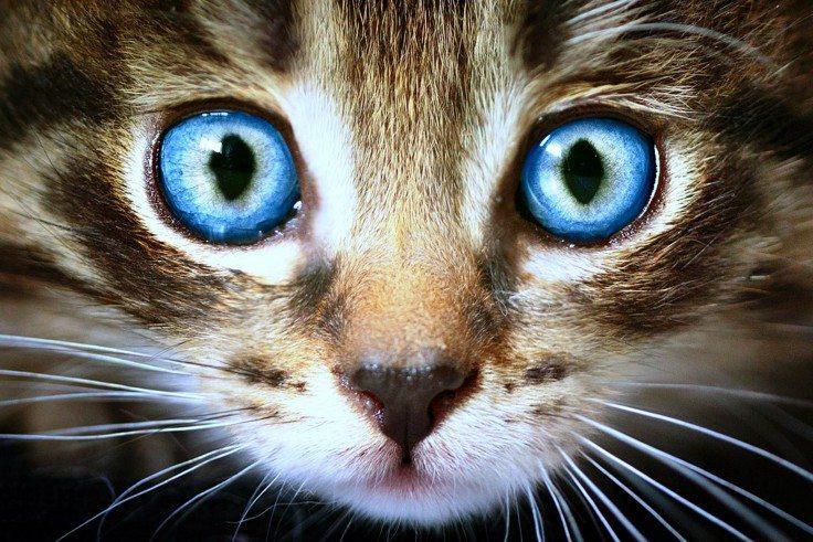 Understanding the Potential Dangers and⁢ Legal Ramifications of Carrying⁢ Cat​ Eyes