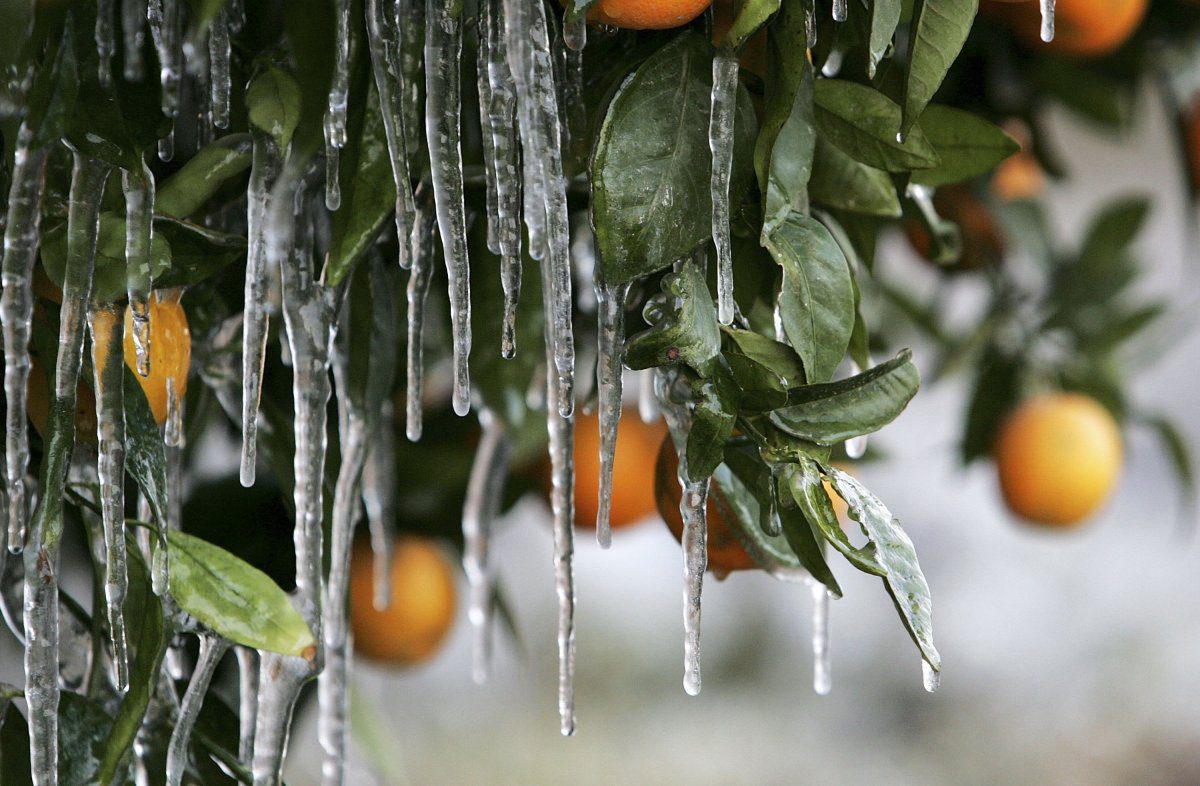 Frost stock photo 