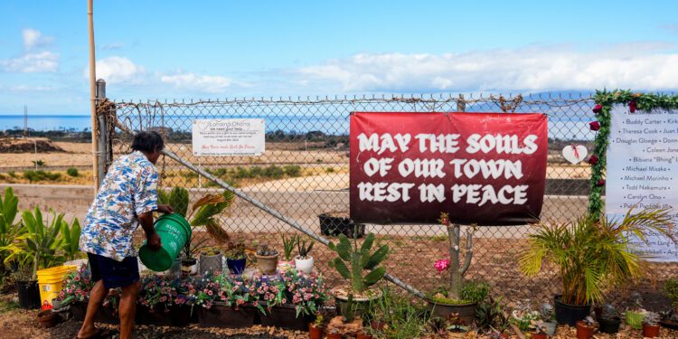 Clifford I'i waters various plants at a memorial for the victims of the Lahaina wildfire, overlooking the Lahaina Bypass, Saturday, July 6, 2024, in Lahaina, Hawaii.