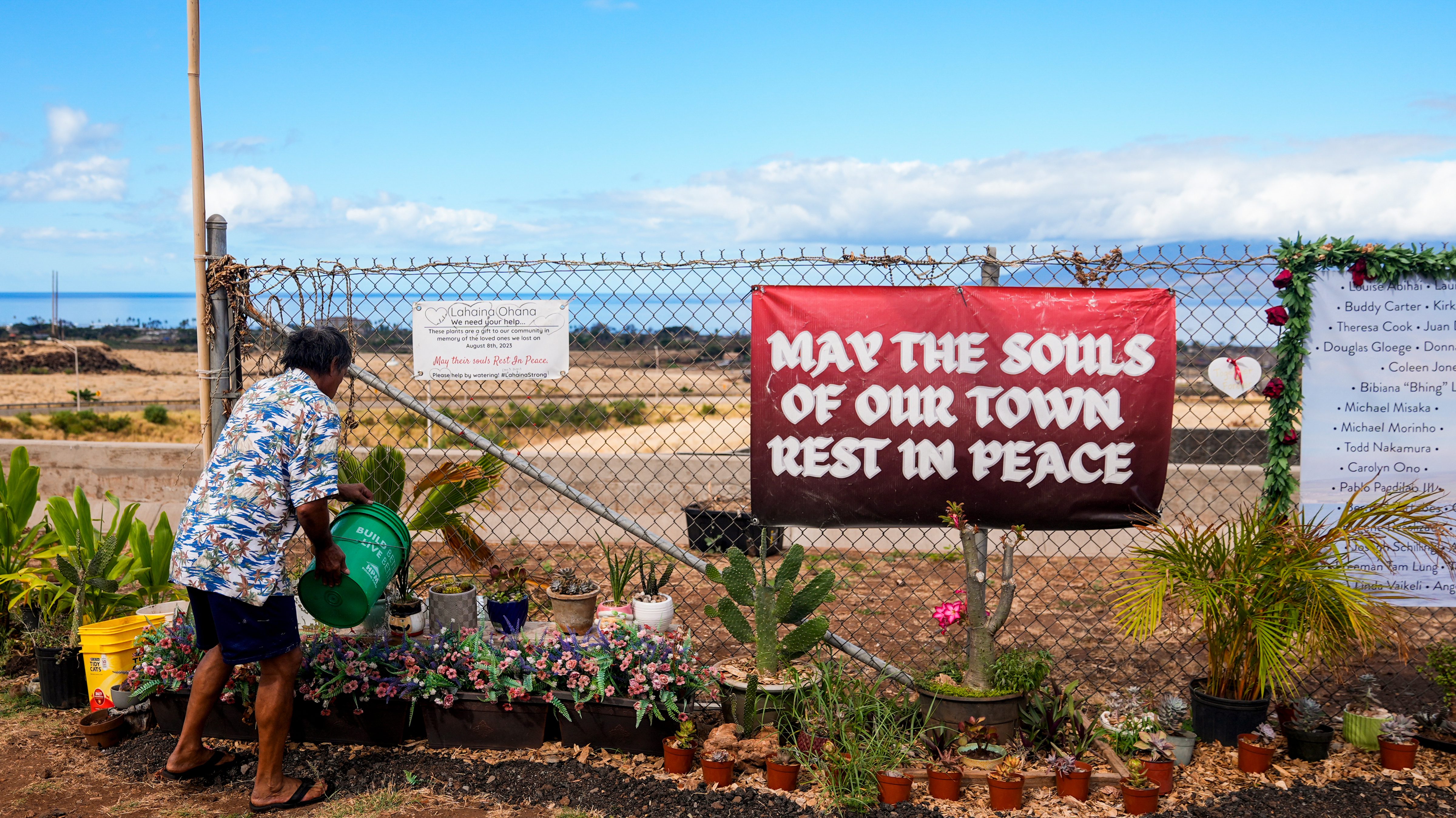 Clifford I'i waters various plants at a memorial for the victims of the Lahaina wildfire, overlooking the Lahaina Bypass, Saturday, July 6, 2024, in Lahaina, Hawaii.