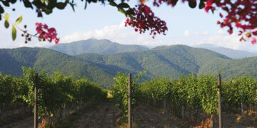 Headline Heroes: Georgia’s grape revolution