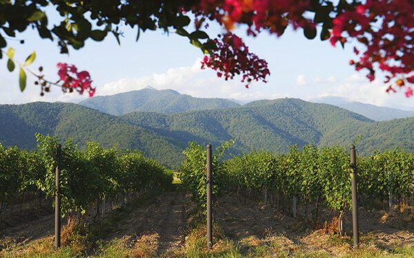 Headline Heroes: Georgia’s grape revolution