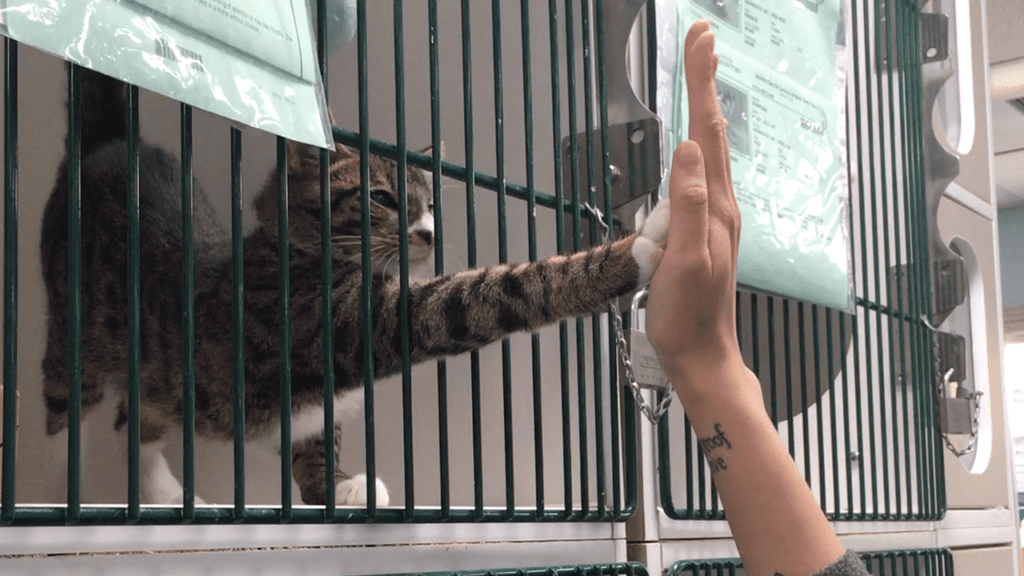 MA almost a 'no-kill' state at animal shelters, advocacy group says