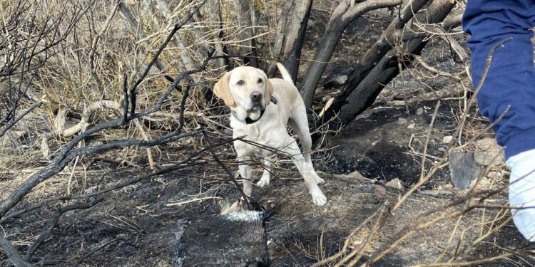 Meet the three new dogs hired to investigate Colorado wildfires