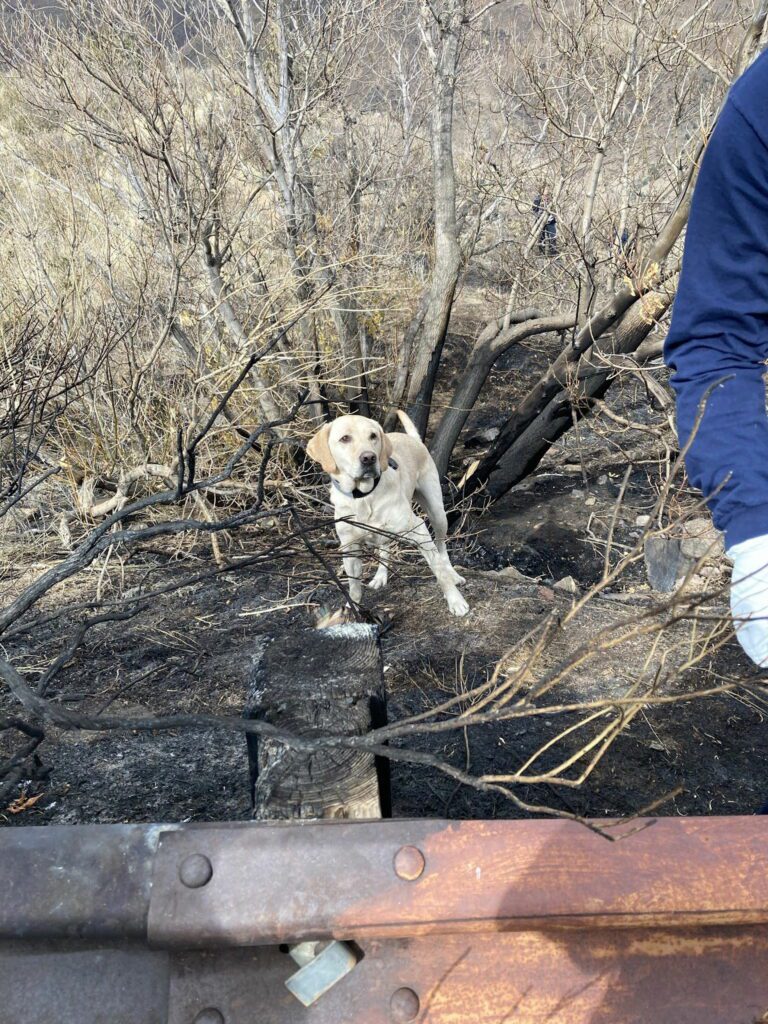 Meet the three new dogs hired to investigate Colorado wildfires