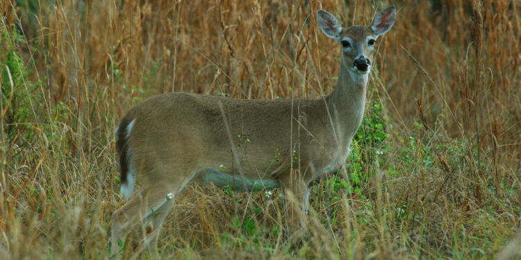 A whitetail doe in habitat.