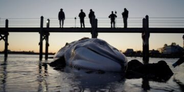 NUWC Division Newport marine biologist studies fin whale stranding in Rhode Island