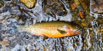 Native Trout And Biodiversity Challenges In Northern New Mexico – Los Alamos Reporter