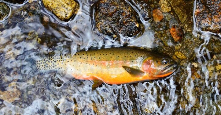 Native Trout And Biodiversity Challenges In Northern New Mexico – Los Alamos Reporter