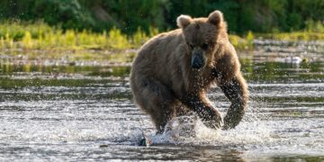 OPINION: Alaska’s misguided bear control continues