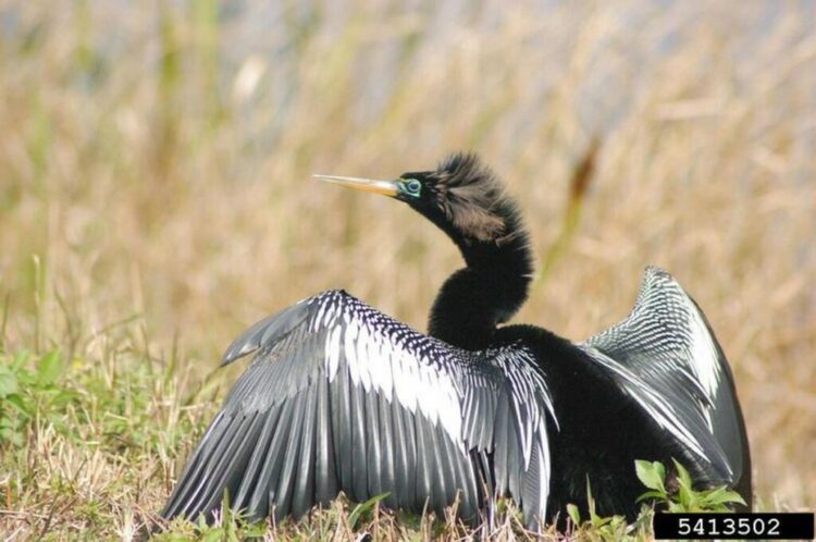 Out-of-Place ‘Devil Bird’ Wows Spectators in Maine, the First Anhinga Ever Seen in the State