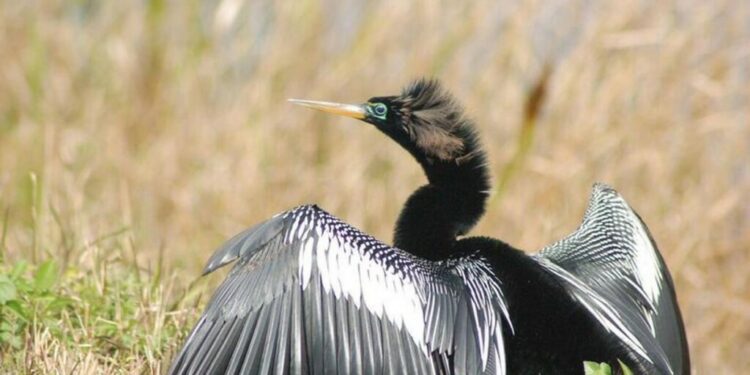 Out-of-Place ‘Devil Bird’ Wows Spectators in Maine, the First Anhinga Ever Seen in the State