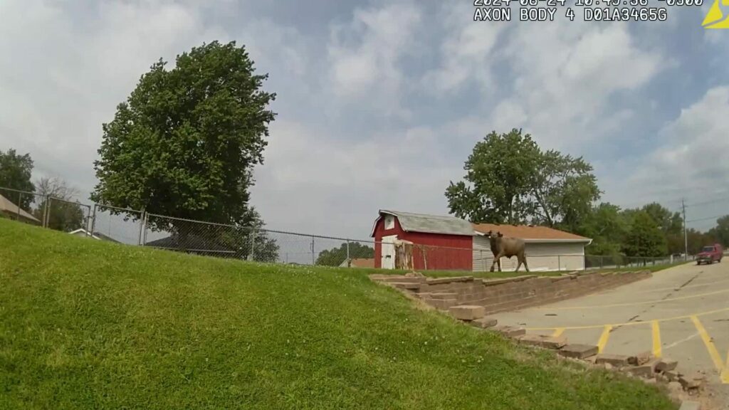 'PHill:' the aggressive water buffalo on the loose in Des Moines. Iowa