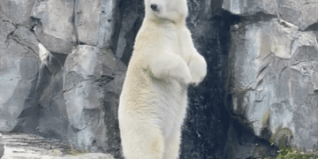 A polar bear standing on a rocky ledge near a body of water.