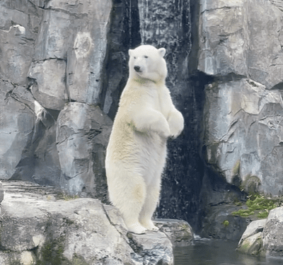 A polar bear standing on a rocky ledge near a body of water.