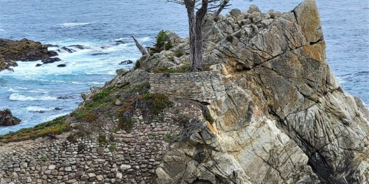 The Lone Cypress stands above the Pacific Ocean in Pebble Beach, Calif.