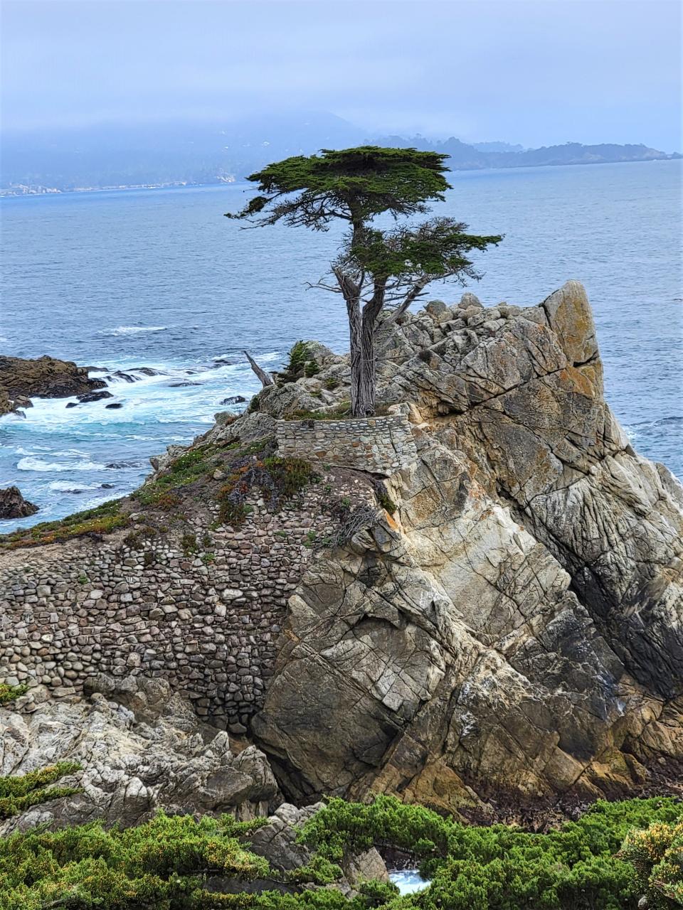 The Lone Cypress stands above the Pacific Ocean in Pebble Beach, Calif.