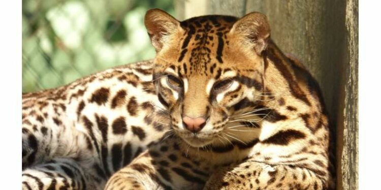 ocelots