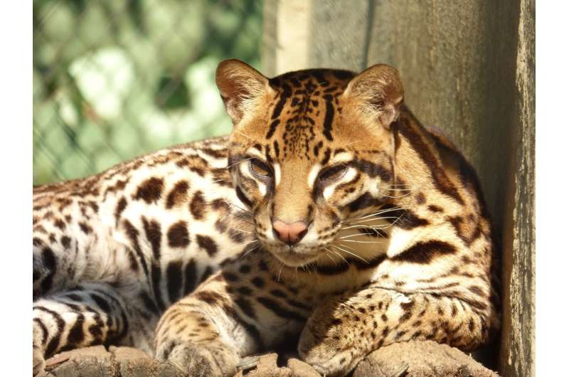 ocelots