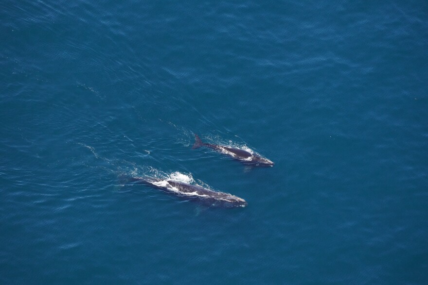 The New England Aquarium aerial team spotted a right whale named Butterfly and her