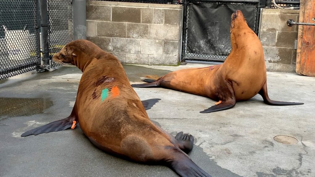 Sea lions, marine life sick with domoic acid poisoning in California