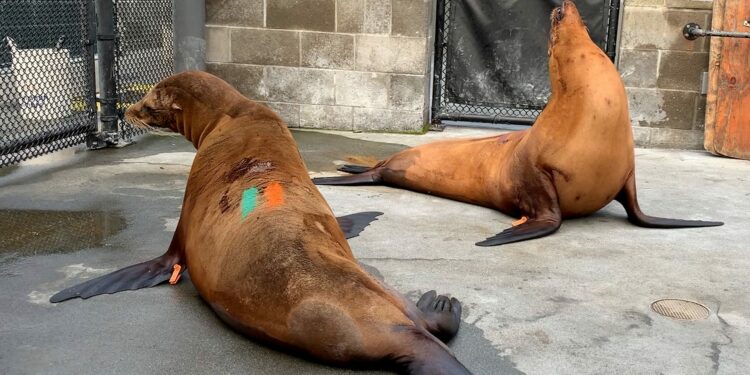 Sea lions, marine life sick with domoic acid poisoning in California