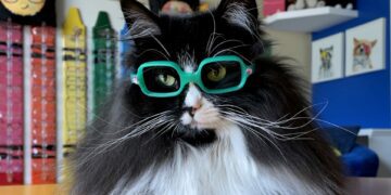 Truffles the cat with glasses makes kids feel proud of lenses