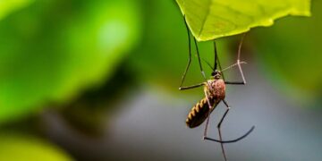 US Man Dies From Rare Mosquito Borne Virus, Officials Alarmed