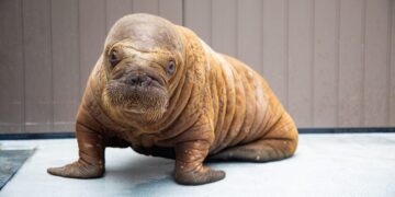 Watch as orphaned baby walrus in Alaska receives lifesaving care