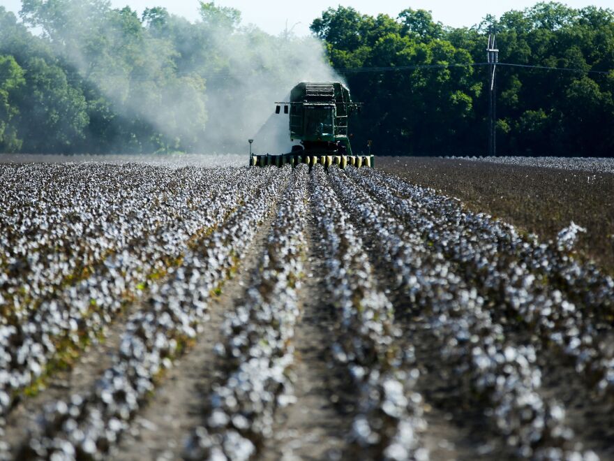 Farmers harvest cotton from a 140-acre field in Ellis County, near Waxahachie, Texas, in 2022.