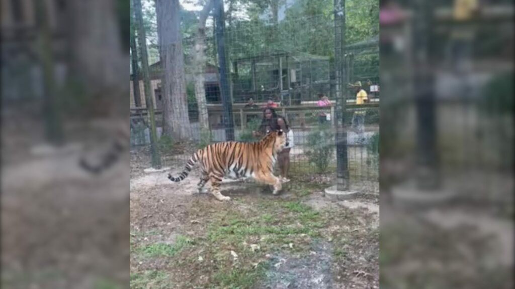 Woman who climbed fence to get to zoo tigers charged with trespassing