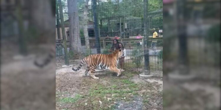 Woman who climbed fence to get to zoo tigers charged with trespassing