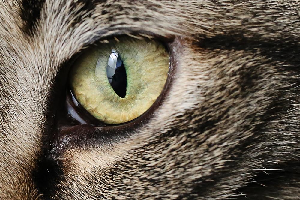 What​ are⁢ Cat Eyes and How ​Are ⁣They Used⁤ for Self-Defense?