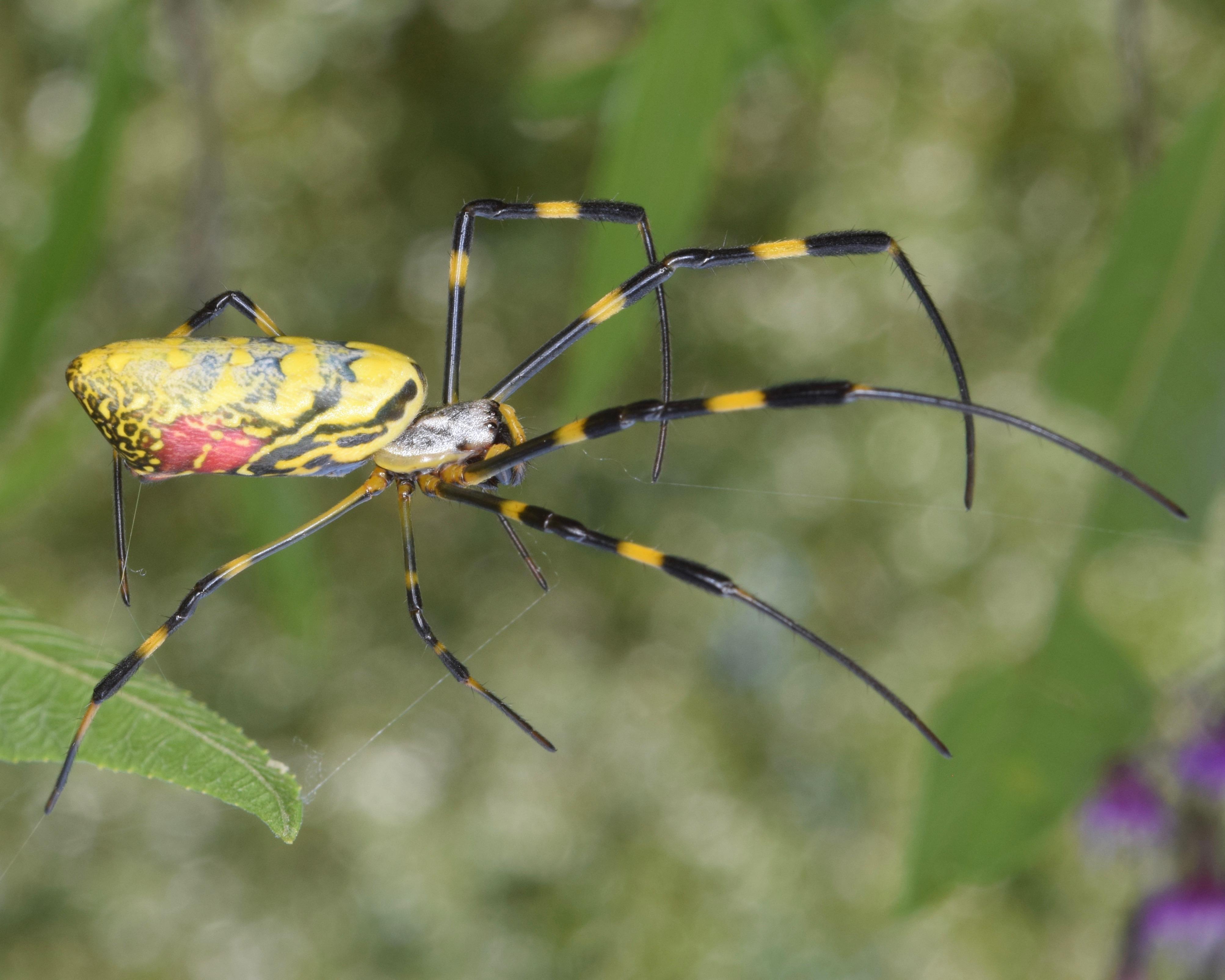 Giant, Flying⁢ Joro Spiders Invade Pennsylvania Ahead​ of Halloween