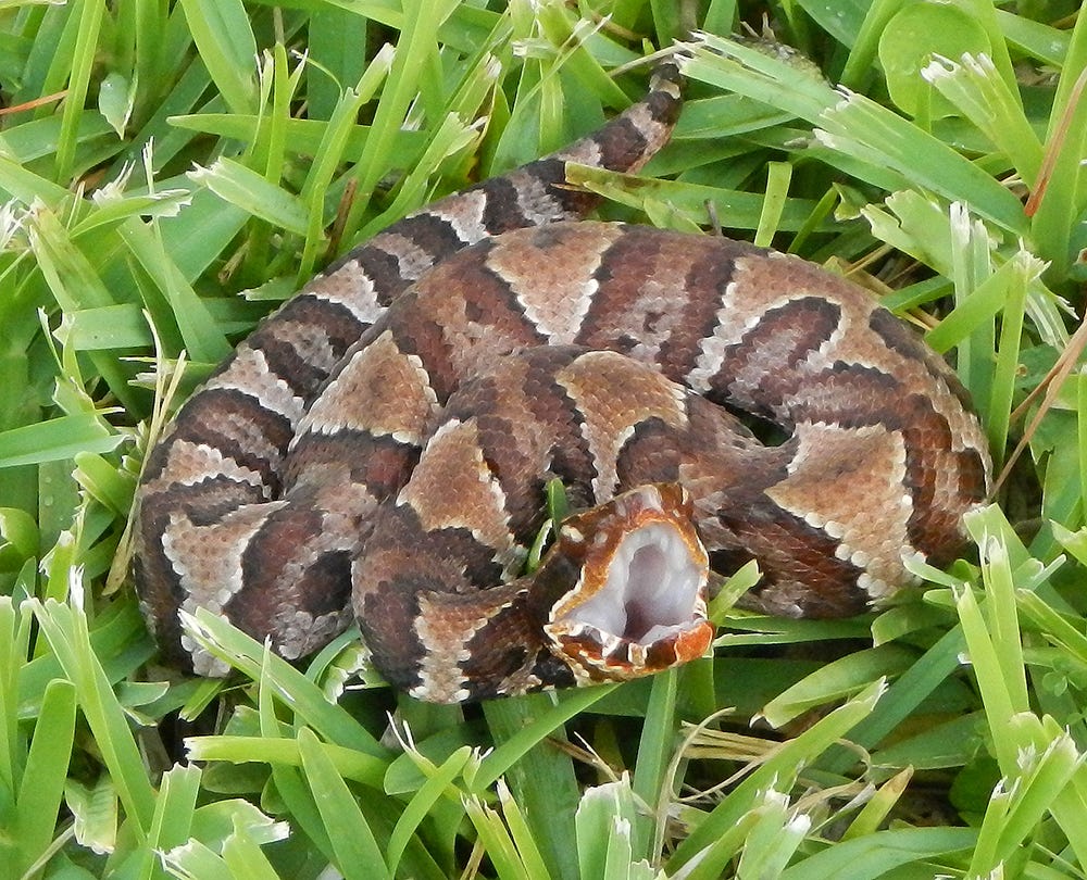 Juvenile cottonmouth with mouth open