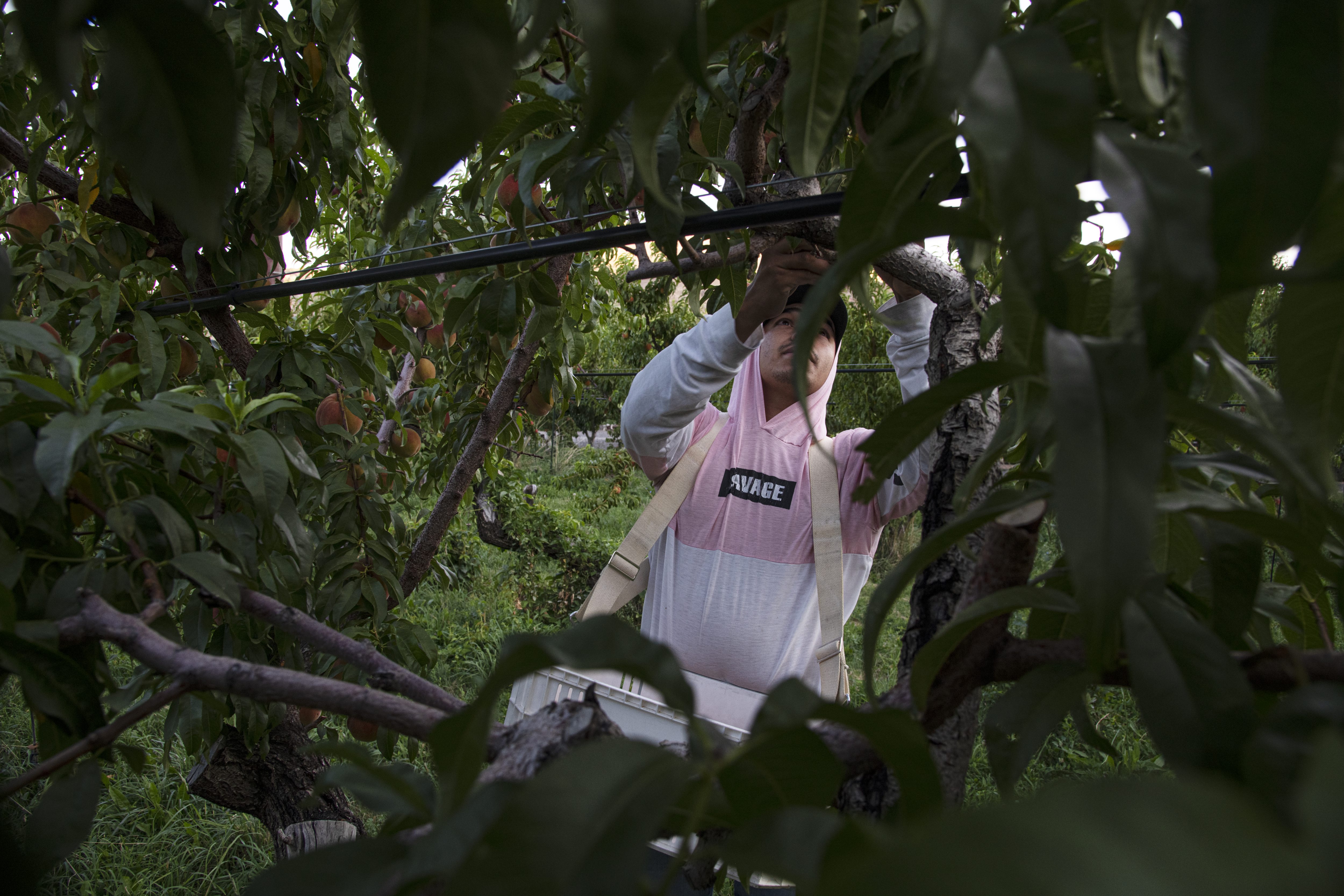 Farm worker Brayan Fabian Hernandez Yevismea searches a peach tree for ripe fruit to pick at dawn at the Rancho Durazno farm east of Palisade, Colorado, Wednesday morning, July 31, 2024. (Photo by William Woody/Special to The Denver Post)