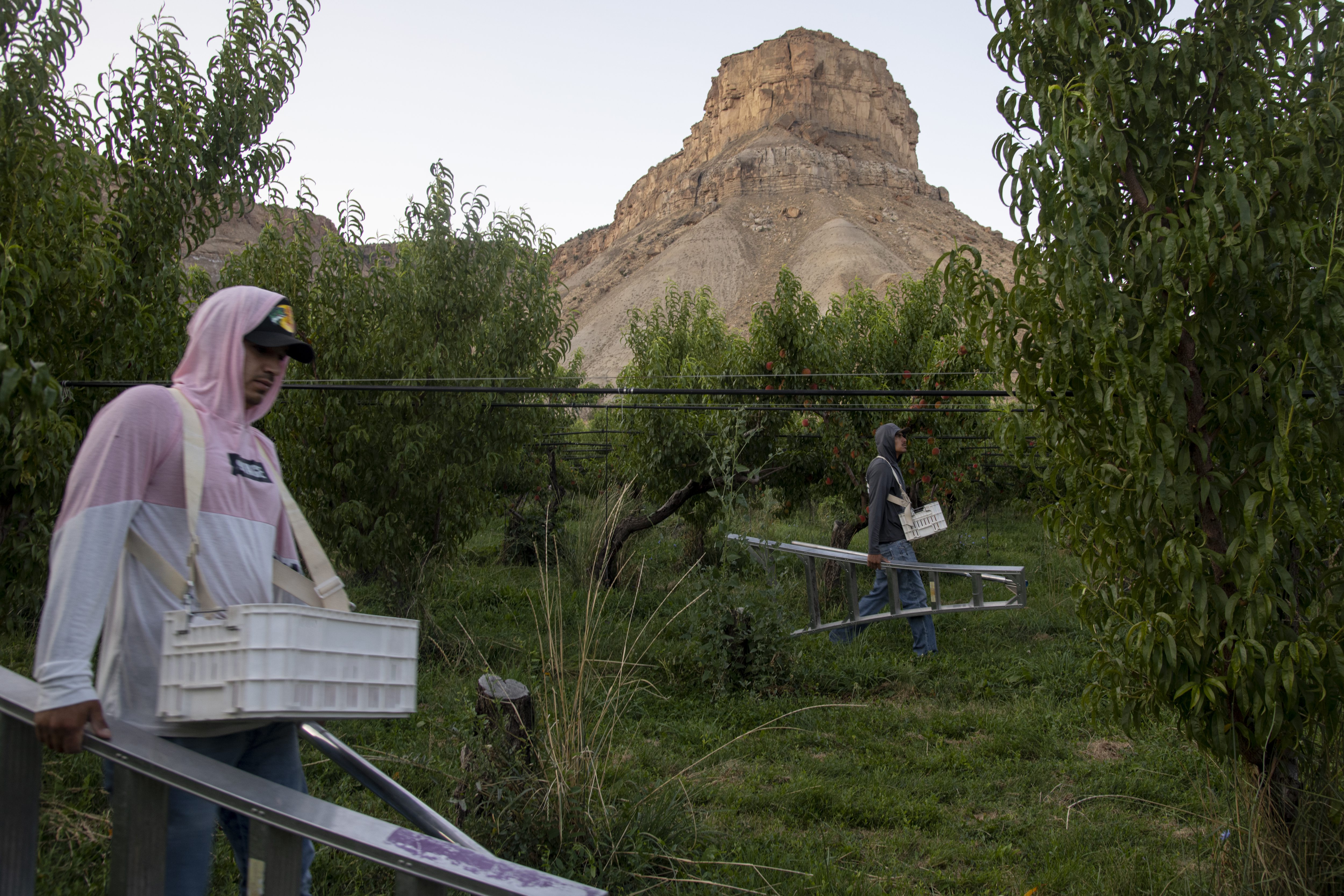 LEFT Farm workers Martin Aldair Valle Espinoza, left, and Angel Antonio Garay Lopez use ladders to carefully pick peaches from a peach orchard at dawn at the Rancho Durazno farm east of Palisade, Colorado, Wednesday morning, July 31, 2024. RIGHT Crew foreman Adolfo Yevismea Jupa, left, and Emmanuel Enrique Aguamea Gutierrez sort harvested peaches at the Rancho Durazno farm. (Photos by William Woody/Special to The Denver Post)